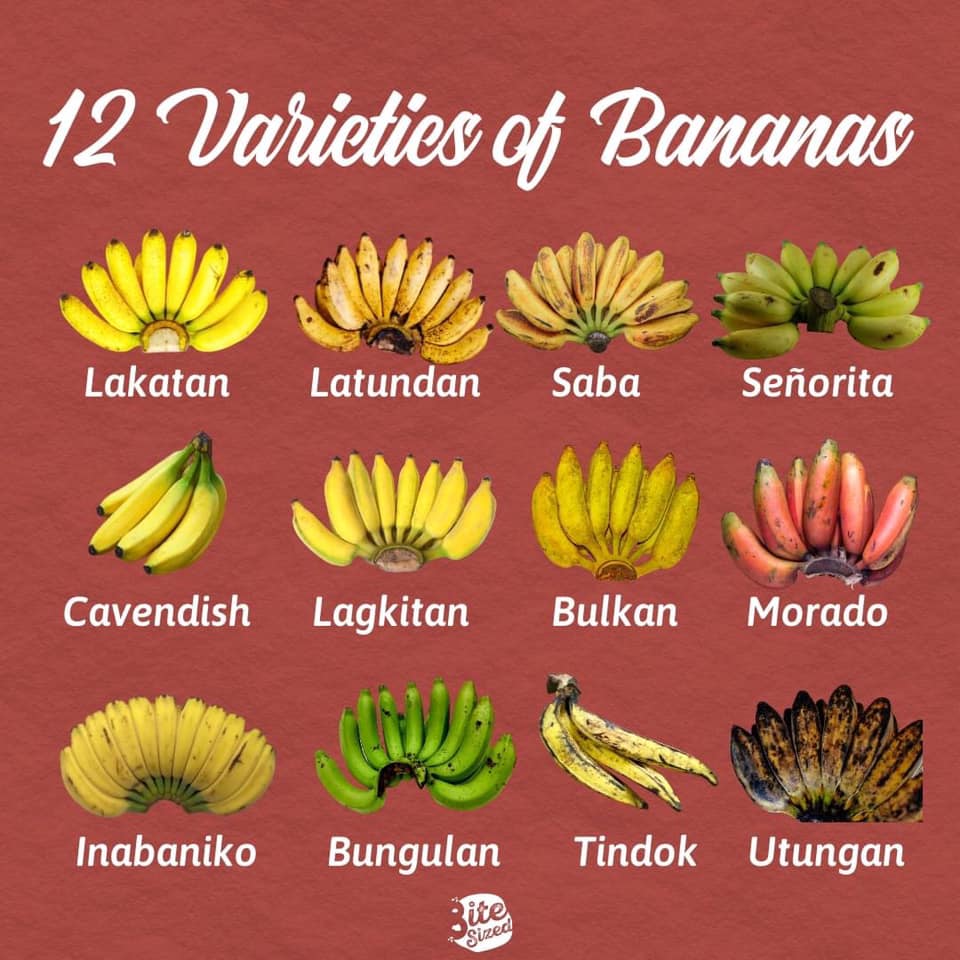 Types of Bananas