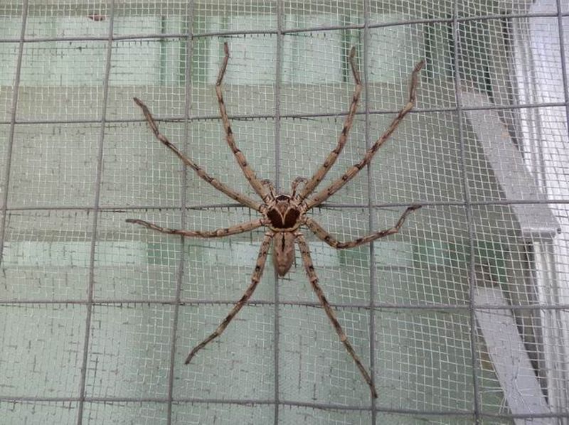 Огромный паук, остров Самал, Филиппины
