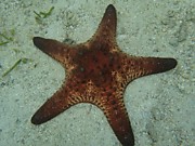Морская звезда, остров Самал, Филиппины