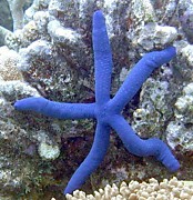 Морская звезда, Филиппины, остров Самал
