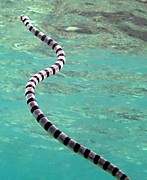 Морская змея