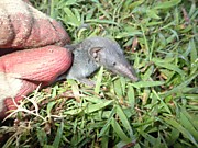 Мышь Смальская 